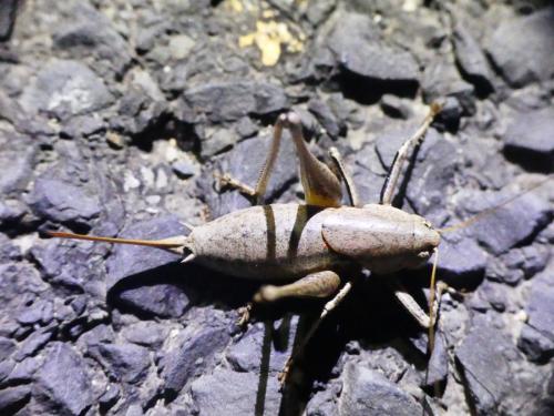 Réf. 310 430 : Thyreonotus corsicus corsicus